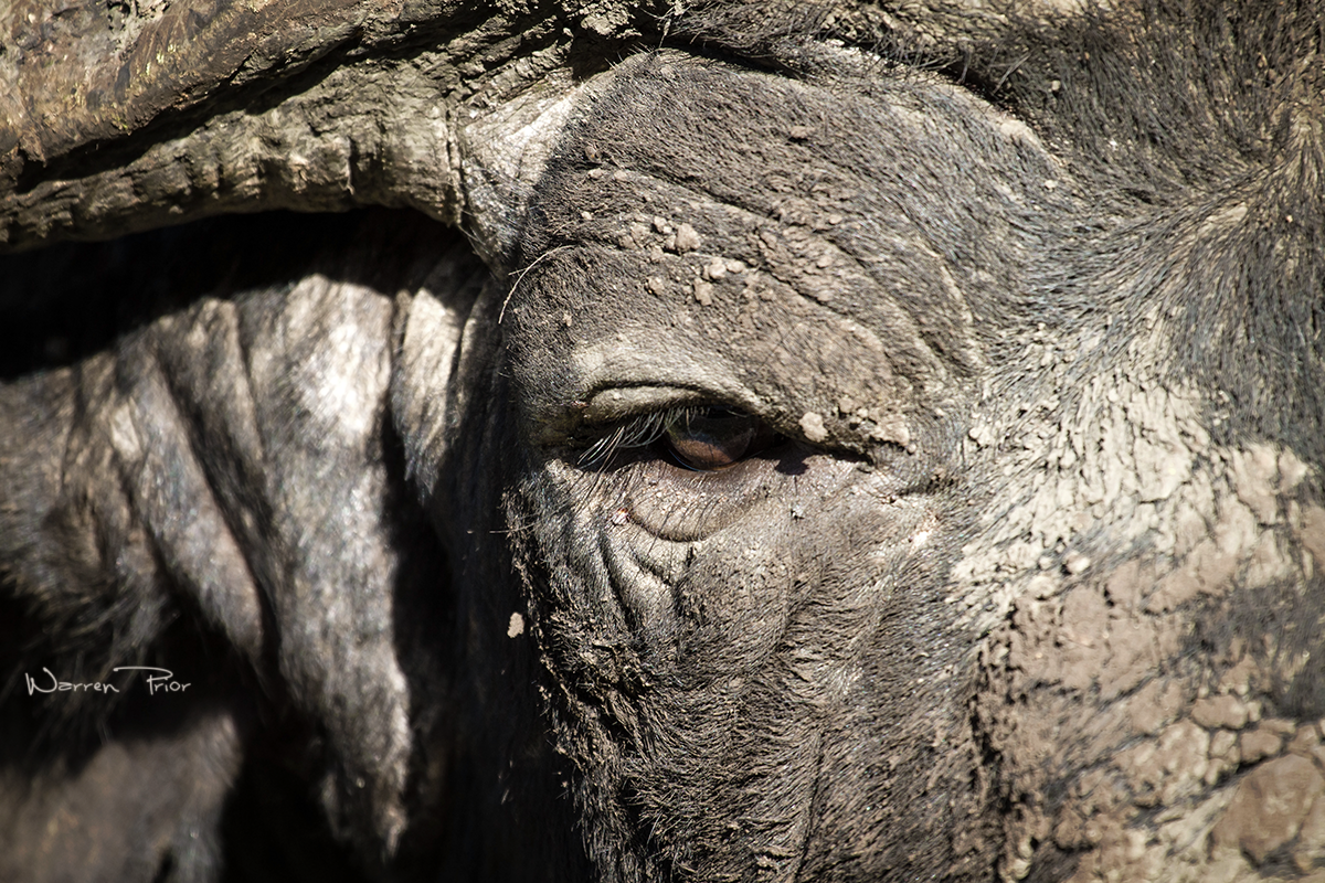 Windows to the soul of a Cape buffalo