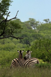 Zebra in love