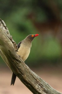 Red-billed oxpecker