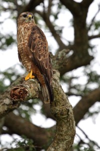 Steppe buzzard