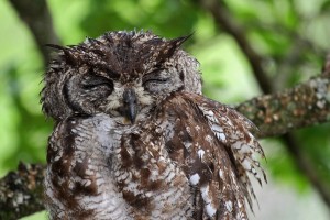 Spotted eagle owl portrait