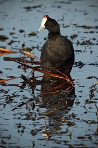 Red knobbed coot