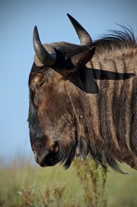 Wildebeest portrait