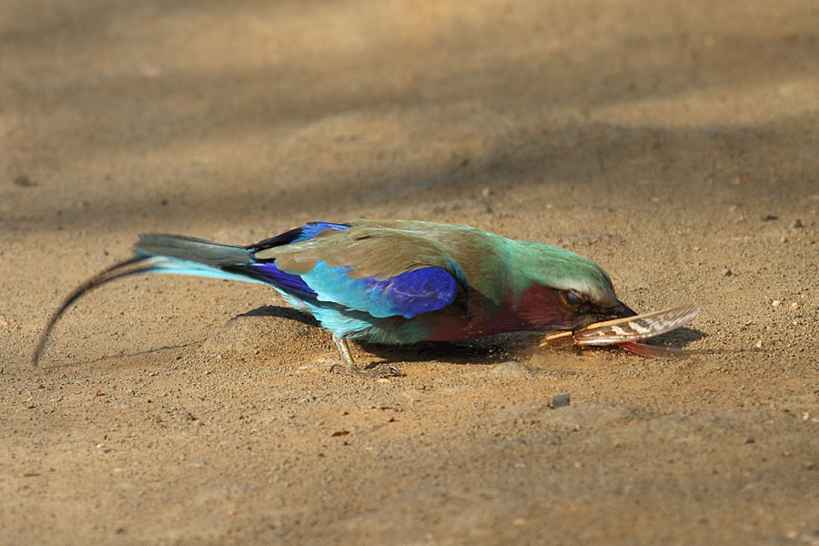 Lilac-breasted roller killing a grasshopper