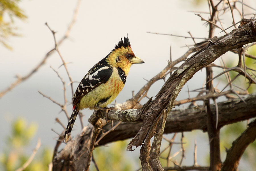 A crested barbet