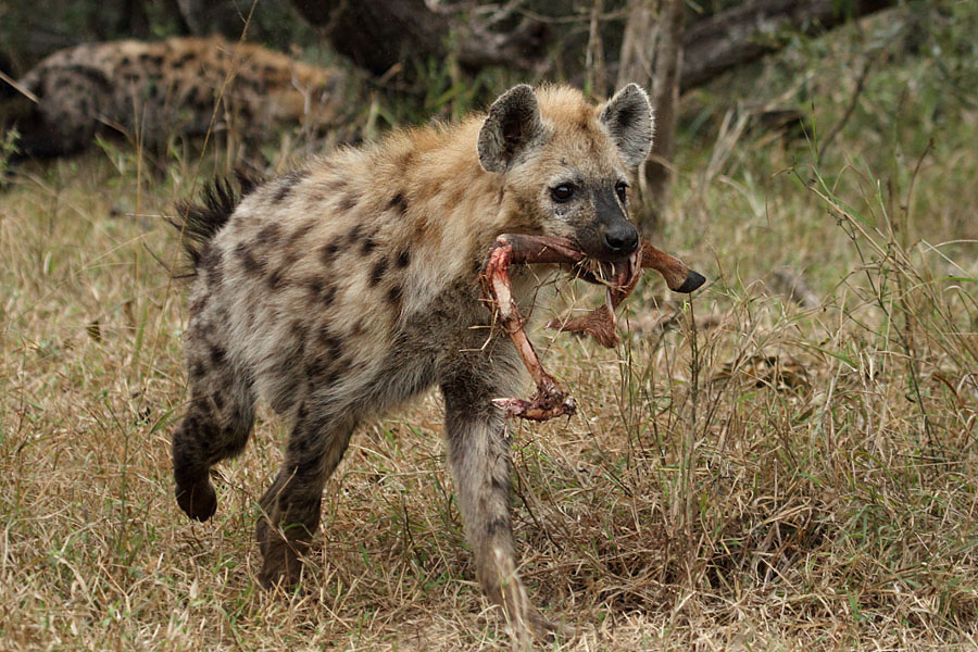 A spotted hyena