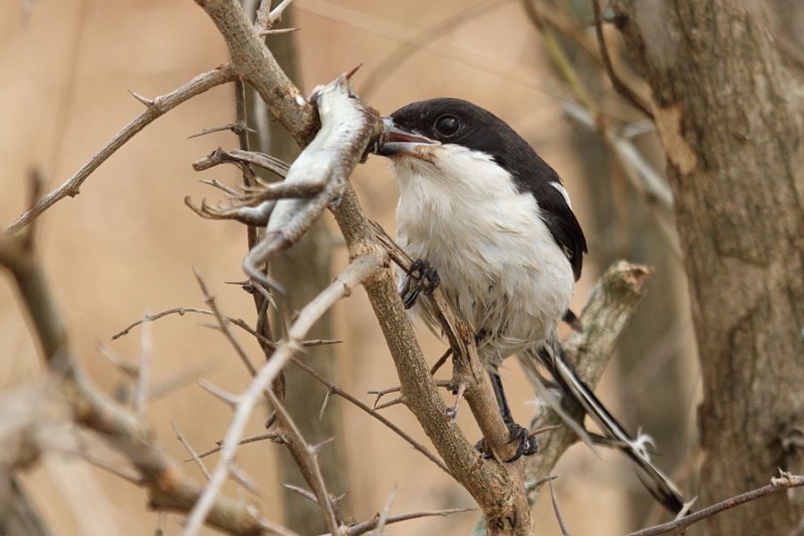A fiscal shrike enjoying a lizzard