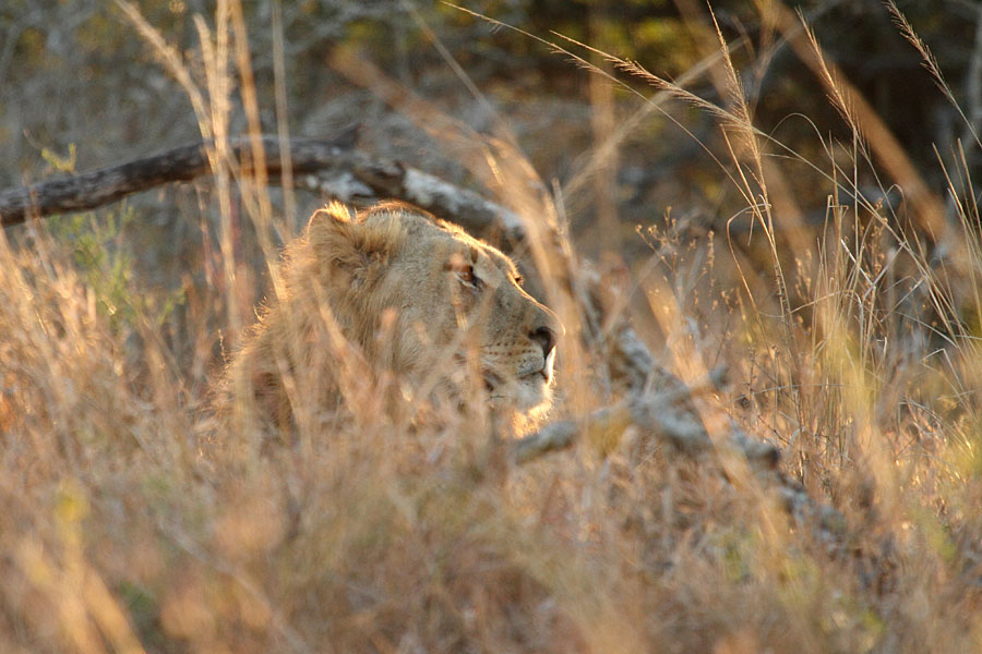 Lion in the grass