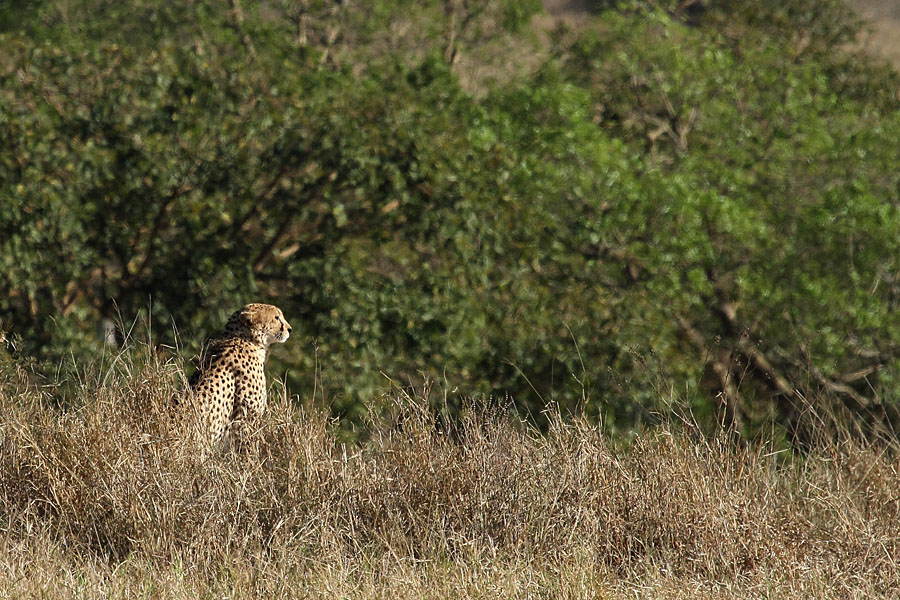 Cheetah