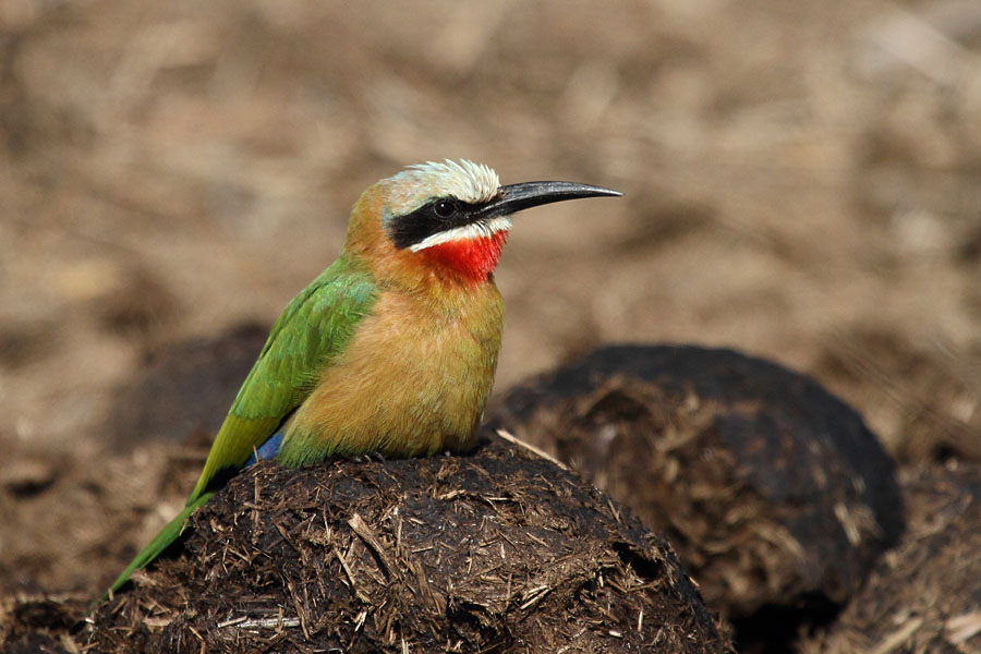 A white-throated bee-eater
