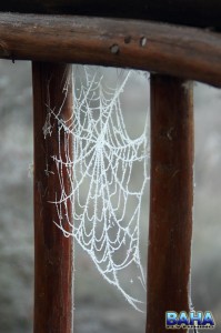 Frozen spider webs