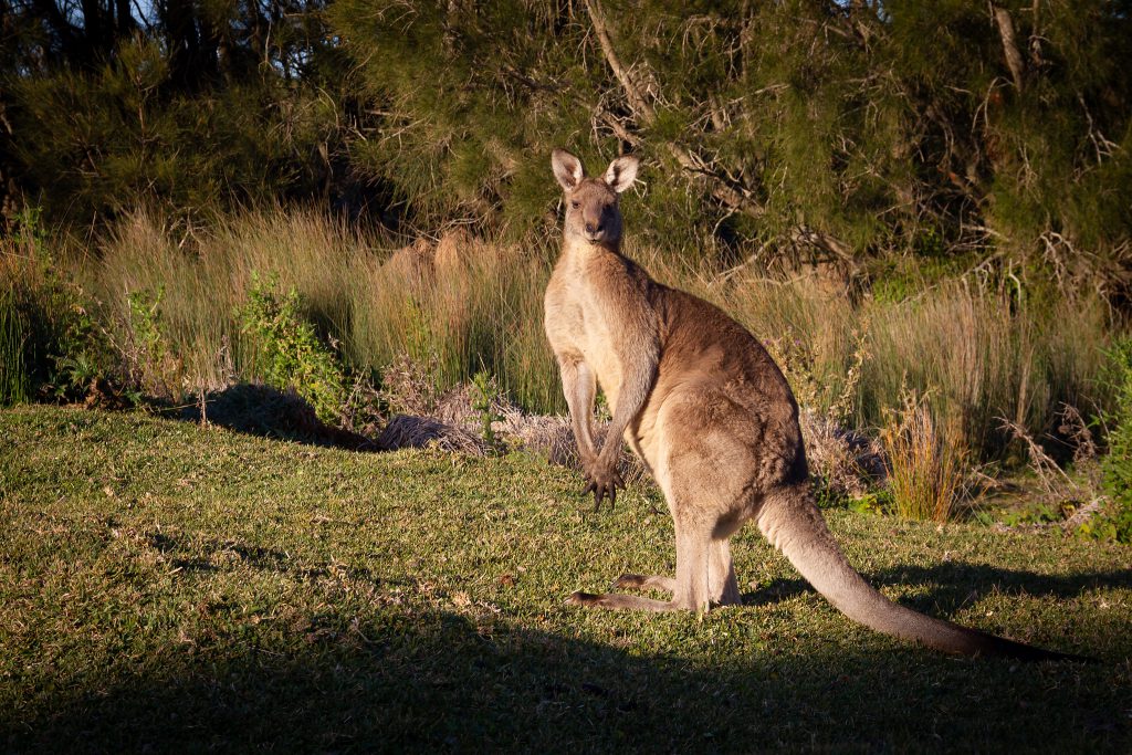 Katie's scary kangaroo