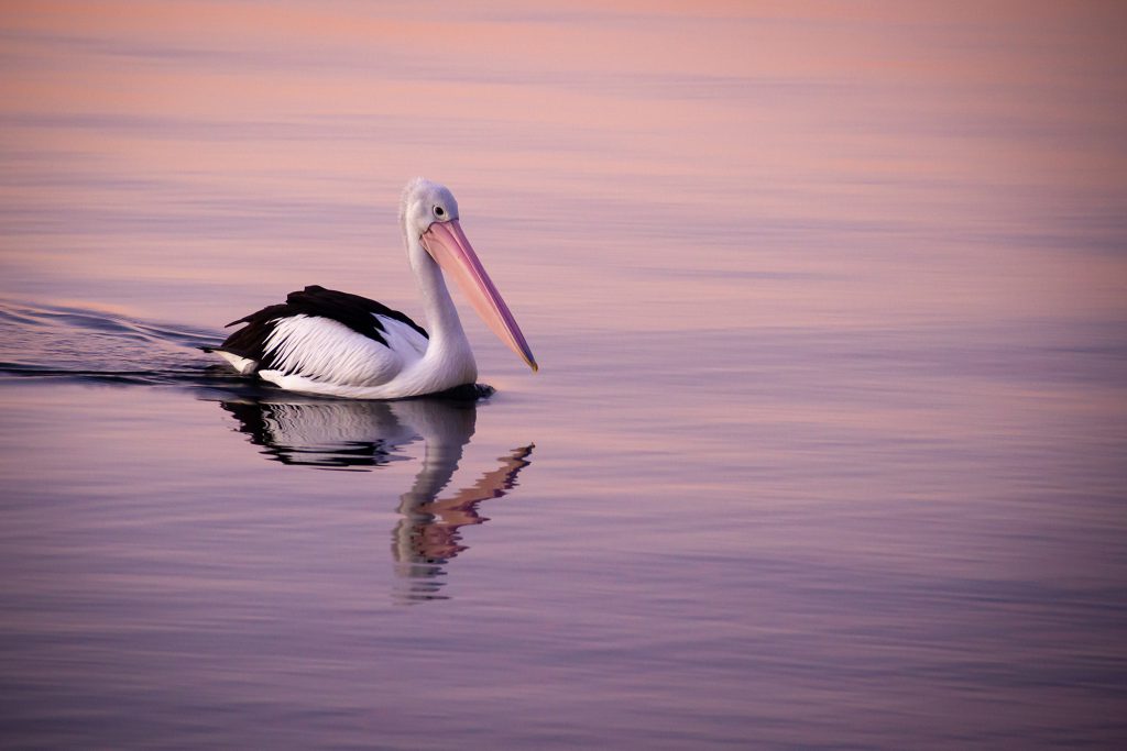 Pelican at sunset