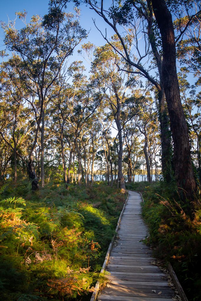 Views on the Tilligerry Creek Koala Walk
