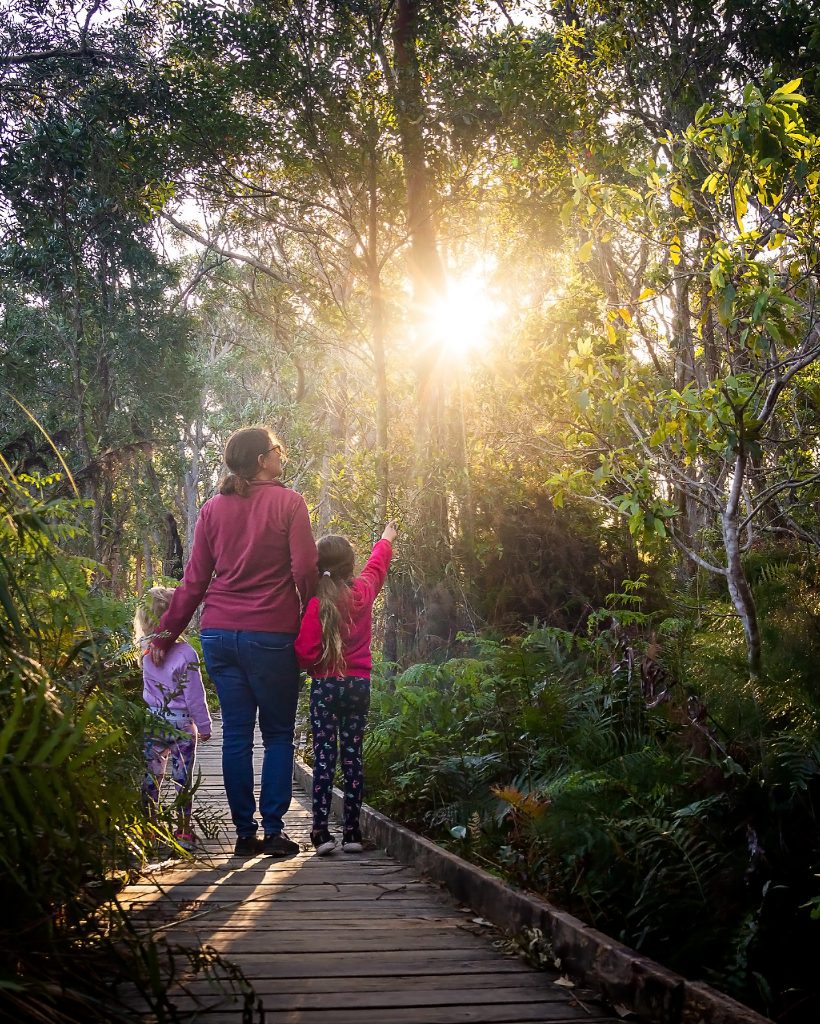 Looking for koalas on the Tilligerry Creek Koala Walk