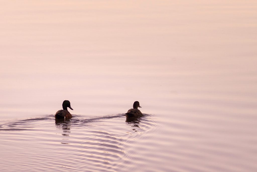 Evening ducks at Koala Shores