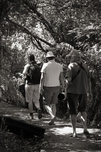 Walking through one of the Umtunzini forests