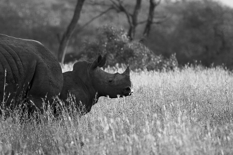 Rhino calf in Mkhuze