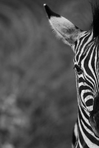 Zebra Portrait