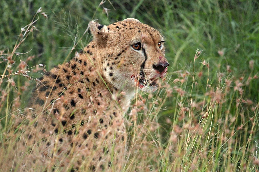 Cheetah on a kill in Mkhuze