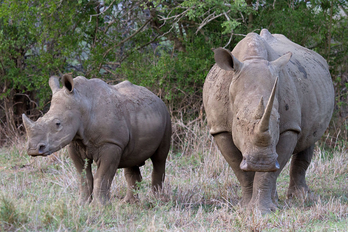 Rhino at iMfolozi