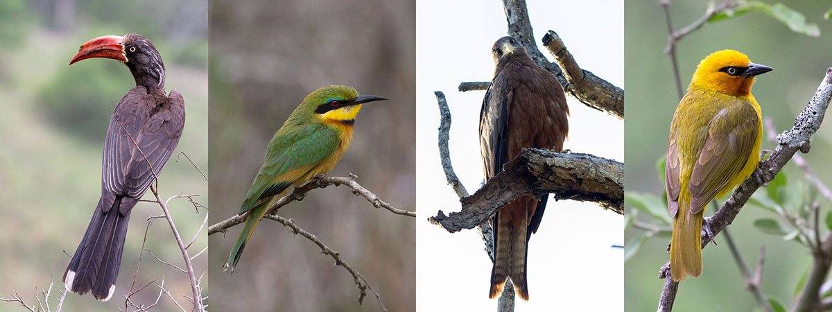 Birds of iMfolozi