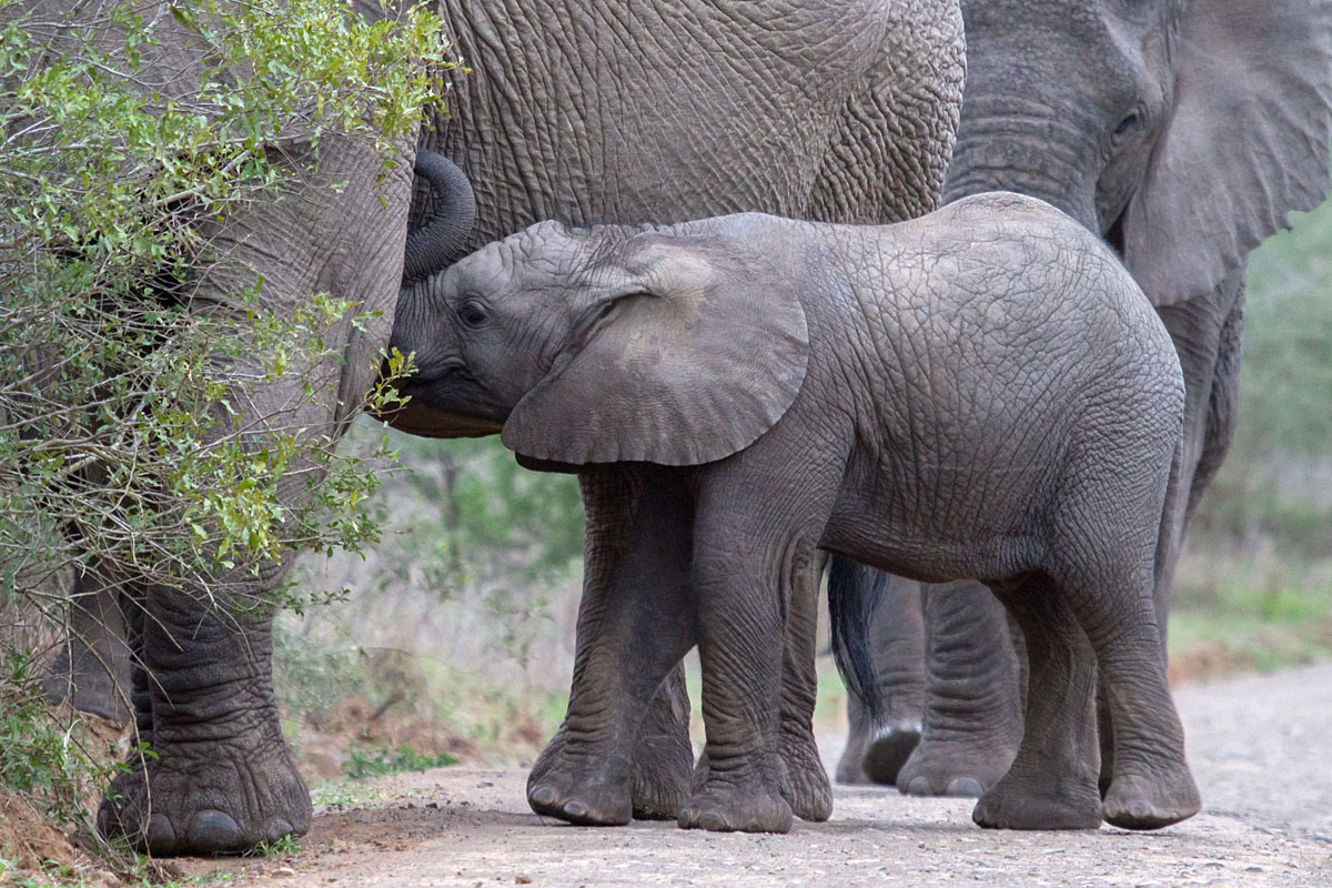 An elephant calf nursing at iMfolozi