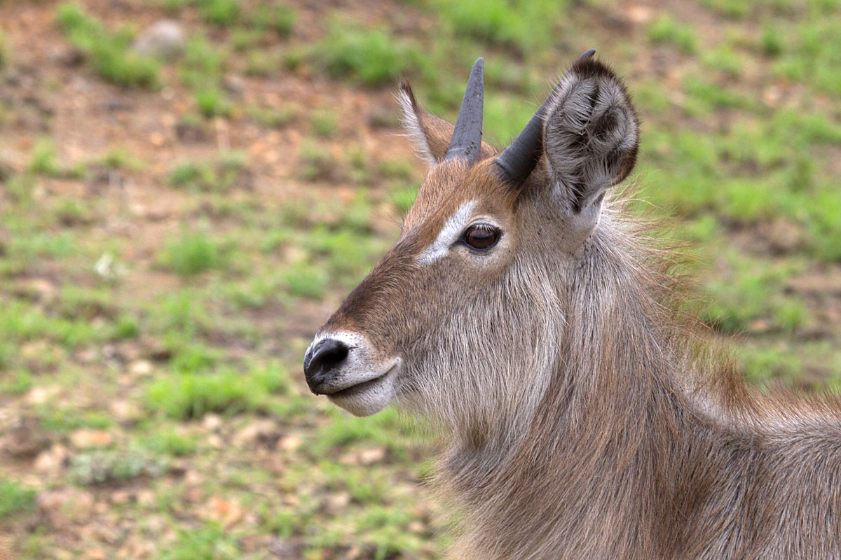 Waterbuck