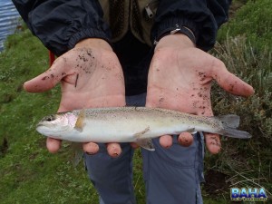 A wild Lesotho trout