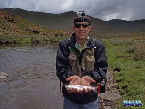 One of the trout I netted in Lesotho