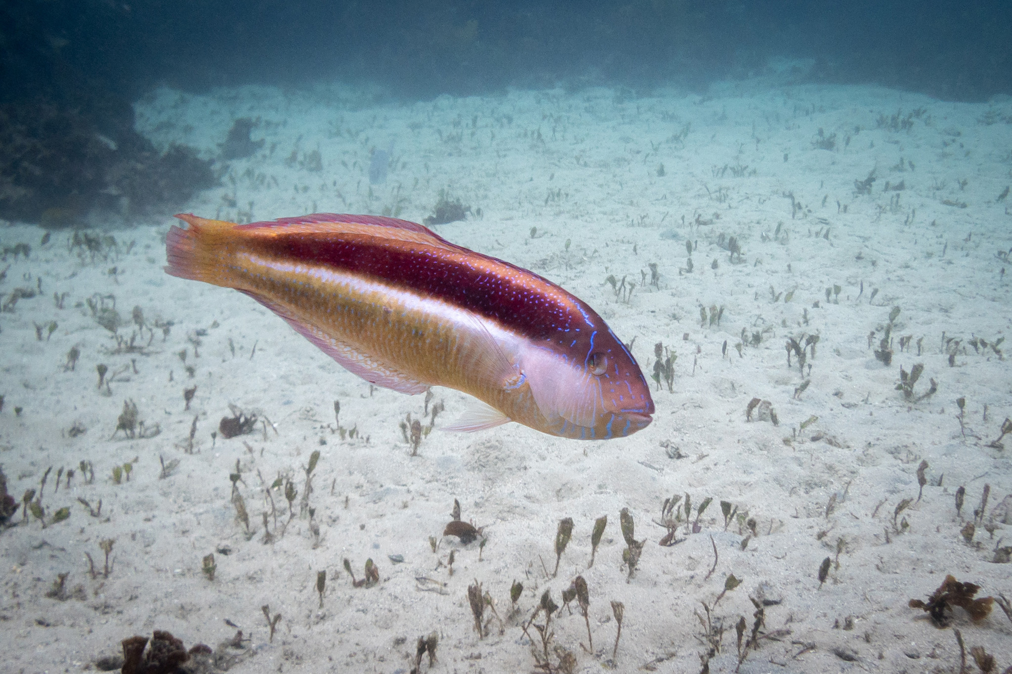 Southern Maori-wrasse