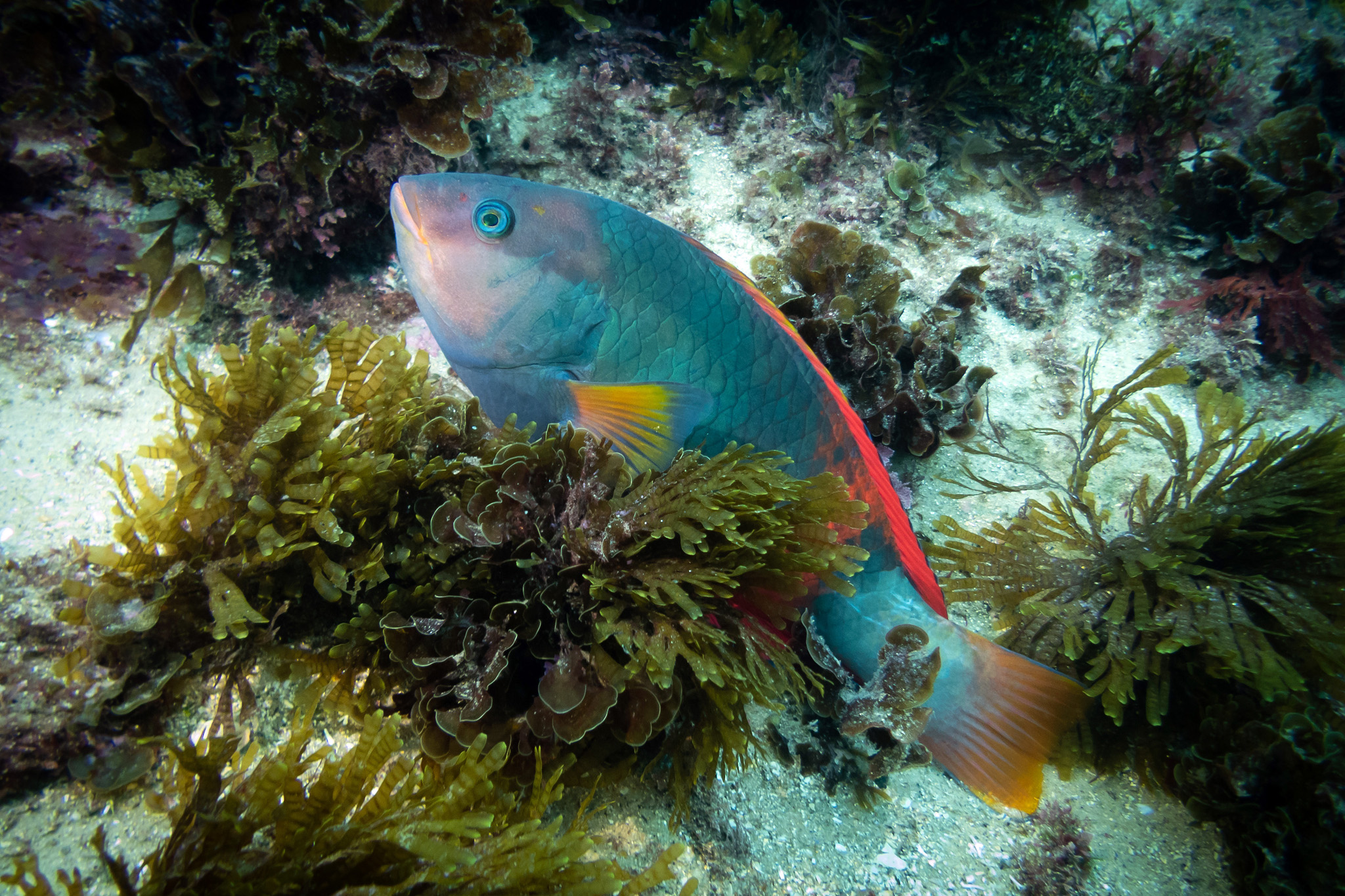 Crimsonband wrasse