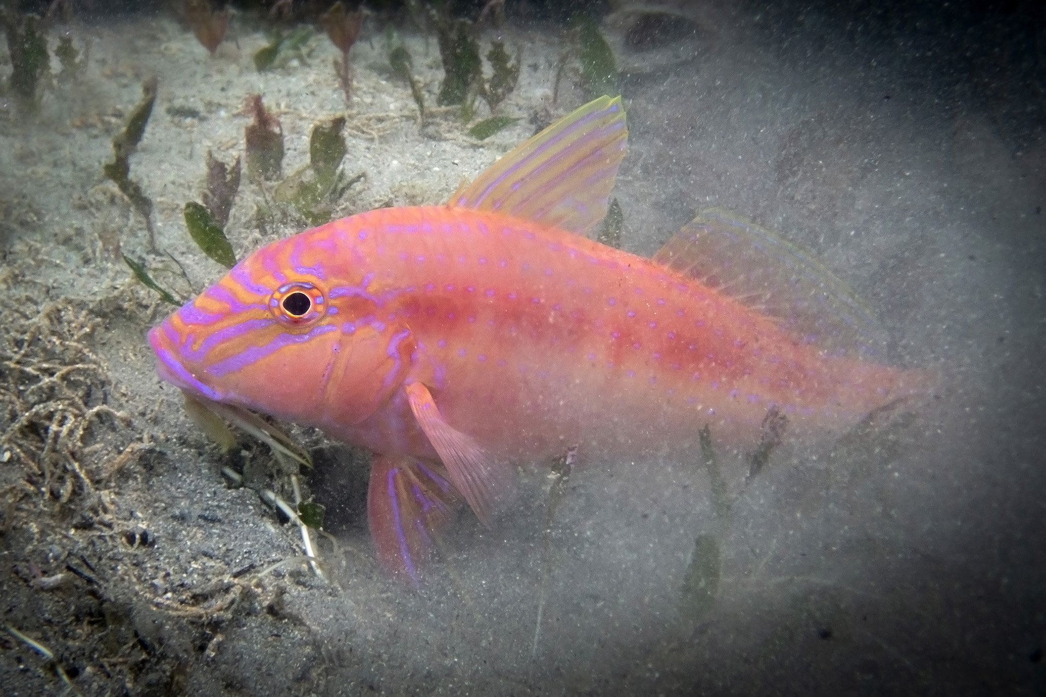 Goatfish