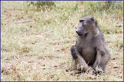 A Very Relaxed Baboon