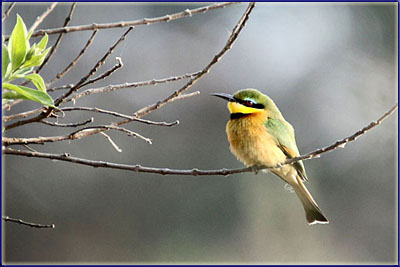 Little Bee Eater