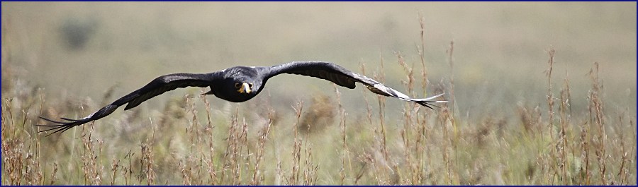 Verreauxs’ Eagle In Flight