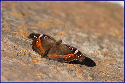A Butterfly In Ithala
