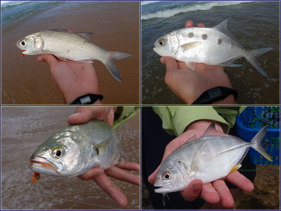 Some Of The Fish