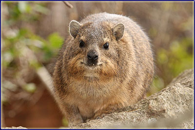 A Dassie In Camp