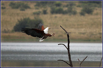 Fish Eagle Landing