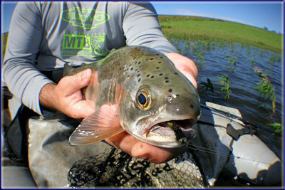 Fisheye Rainbow Trout