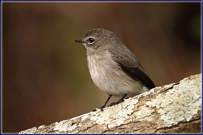 A Dusky Flycatcher In Camp