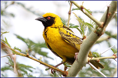 Forest Weaver