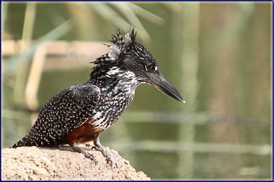 Giant Kingfisher