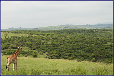 Giraffe Landscape