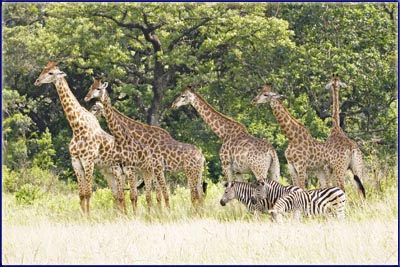 Zebra And Giraffe Cooling Down