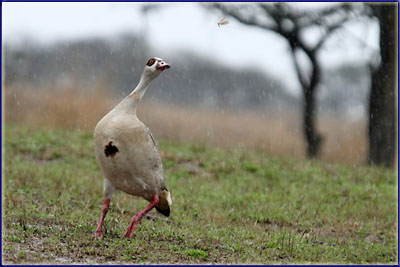Egyptian Goose Chasing A Flying Ant