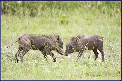 Baby Warthogs Playing