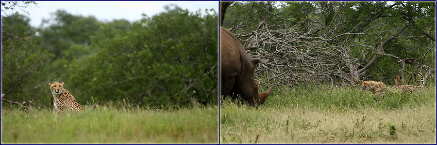 Confrontation Between Cheetah And Rhino