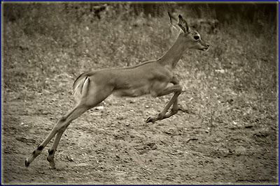 Pronking Young Impala